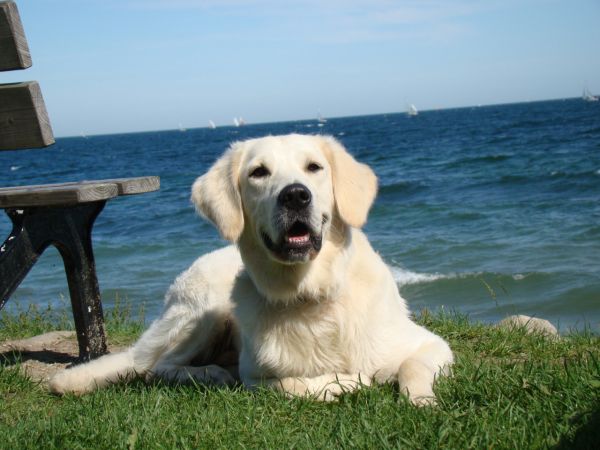 Sam am Meer